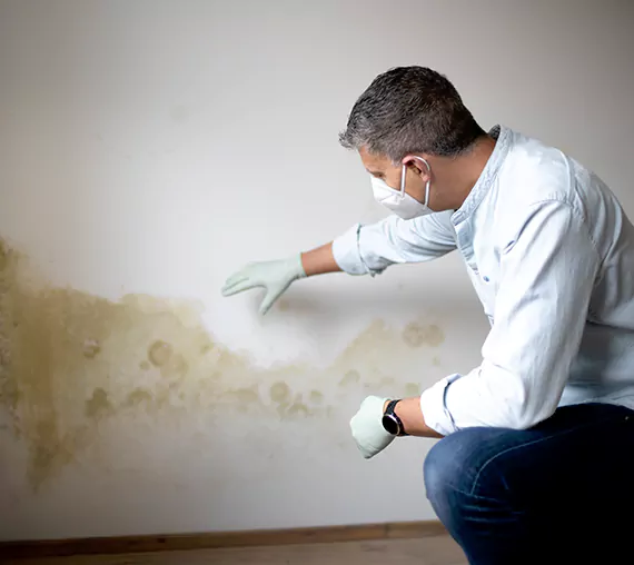 Mold Removal Service in Orem, UT